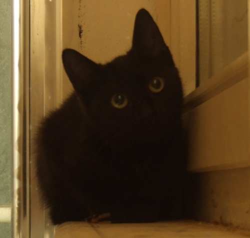 alk's cat alk's cat